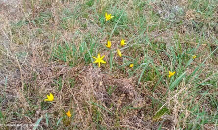 Скифский и Биберштейна. В Оренбуржье зацвели тюльпаны