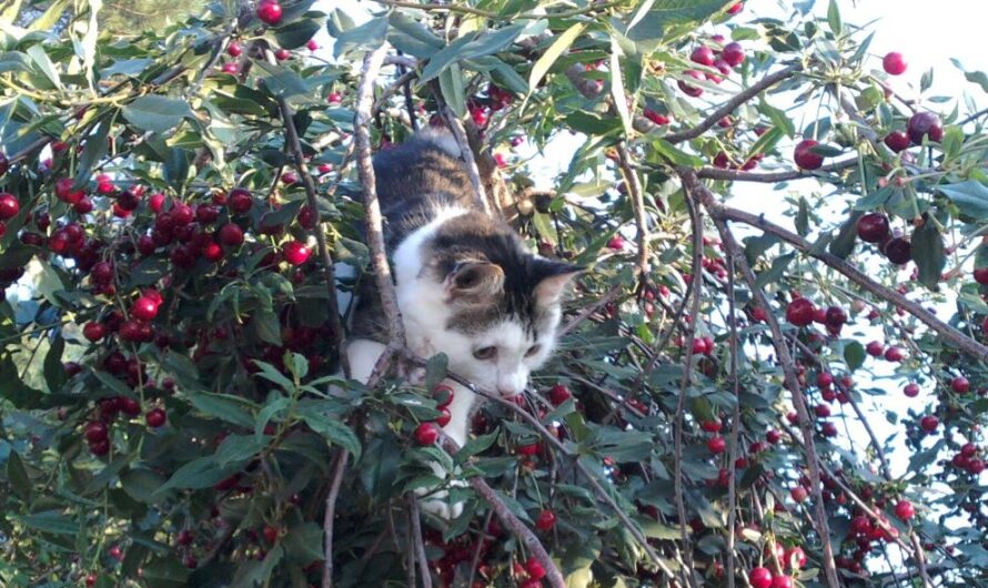 Не рискуйте жизнью питомцев. Оренбуржцам рассказали, как защитить кошек и собак от клещей