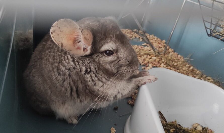 Оренбуржцы поделились фотографиями своих необычных питомцев