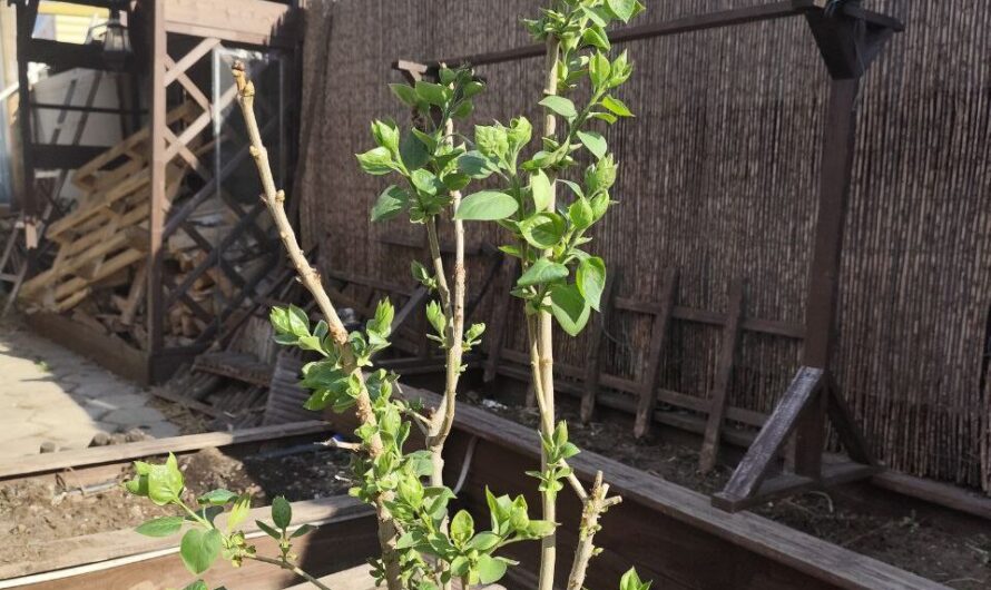 Жителям Оренбуржья рассказали, можно ли вернуть присланные по почте саженцы