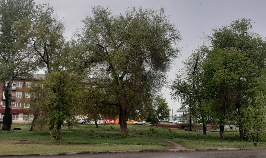 В первый день июля в Соль-Илецке ожидается дождь