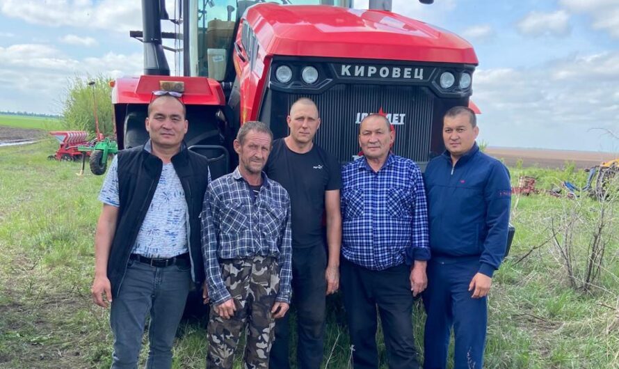 Фермеры Джумагазины из Соль-Илецка делают ставку на подсолнечник