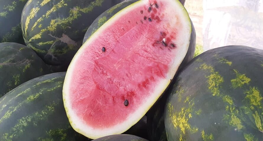 Оренбуржцам рассказали, как выбрать хороший арбуз