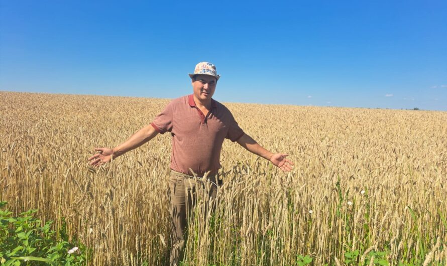 В Соль-Илецком округе продолжается уборка озимых культур