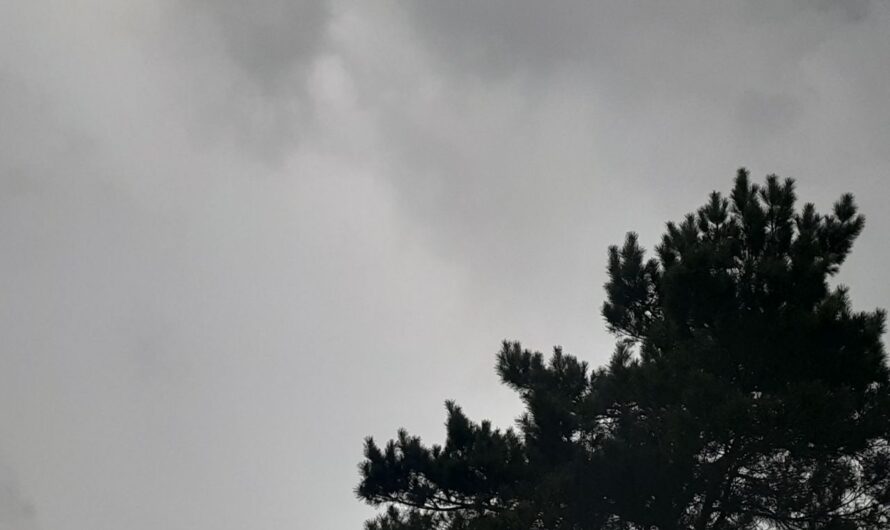 В Соль-Илецке 8 ноября прогнозируют +7 градусов