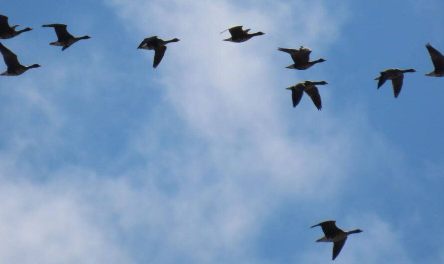 В Оренбуржье проводят рейды в охотугодьях