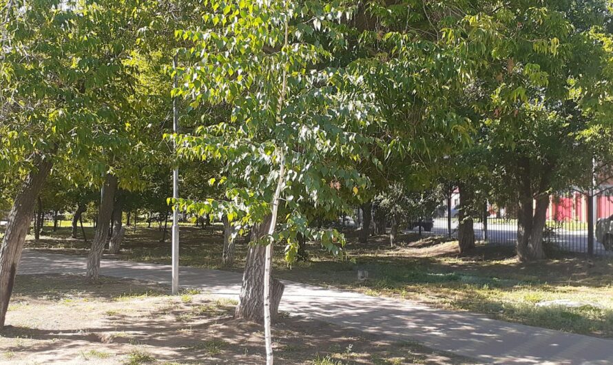 В Соль-Илецке в первый день августа будет жарко