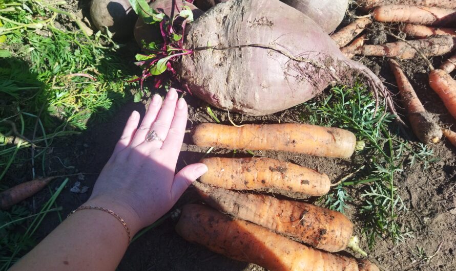 В Соль-Илецке в разгаре сбор овощей