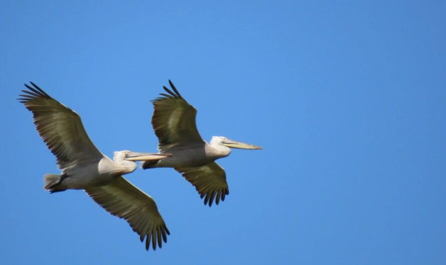 Биологический заказник “Светлинский” отметил 20-летний юбилей