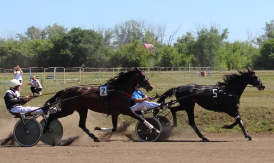 В Оренбуржье 27 сентября пройдут конные испытания