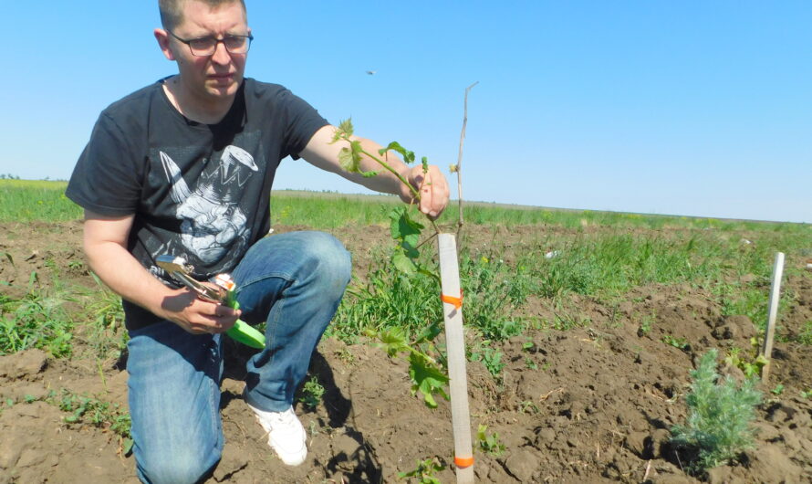 Виноградарь из Соль-Илецка рассказал, как правильно укрывать виноград на зиму