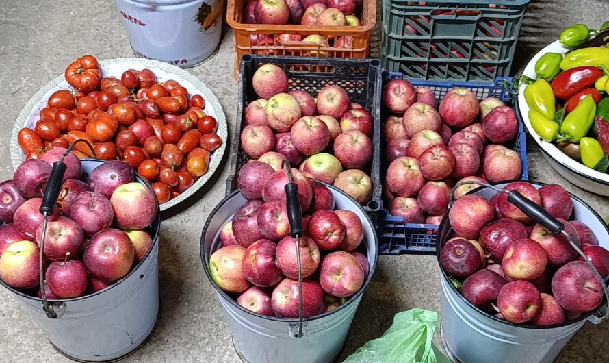 Что подешевело в Оренбуржье?