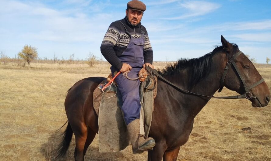 Животновод из Соль-Илецка Сухроб Андалиев знает всë о “рогатых”