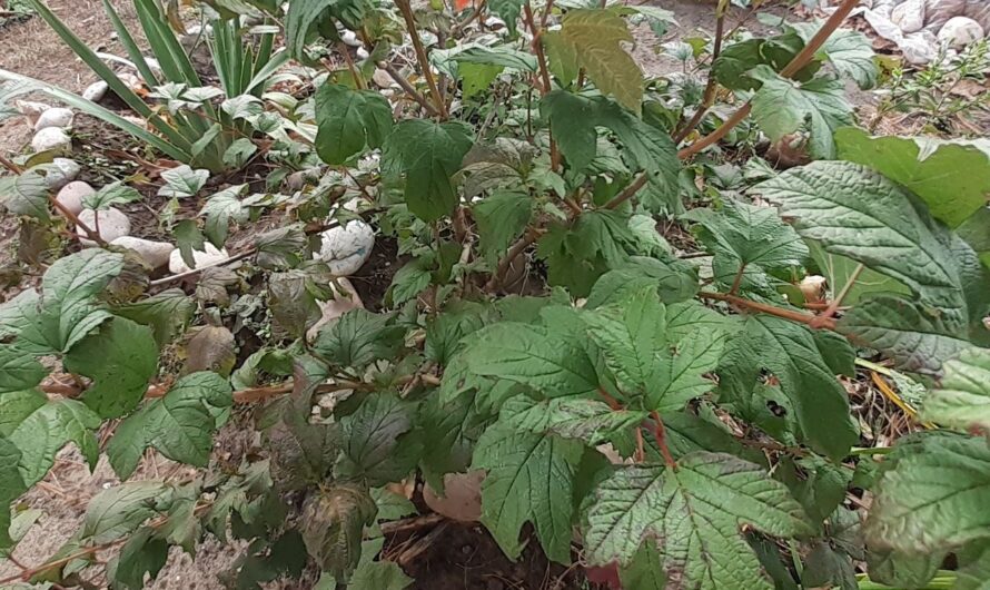 Осень балует жителей Соль-Илецка теплыми выходными