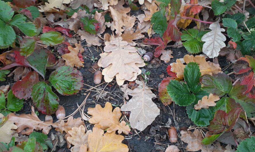 В Соль-Илецке 29 октября будет пасмурно