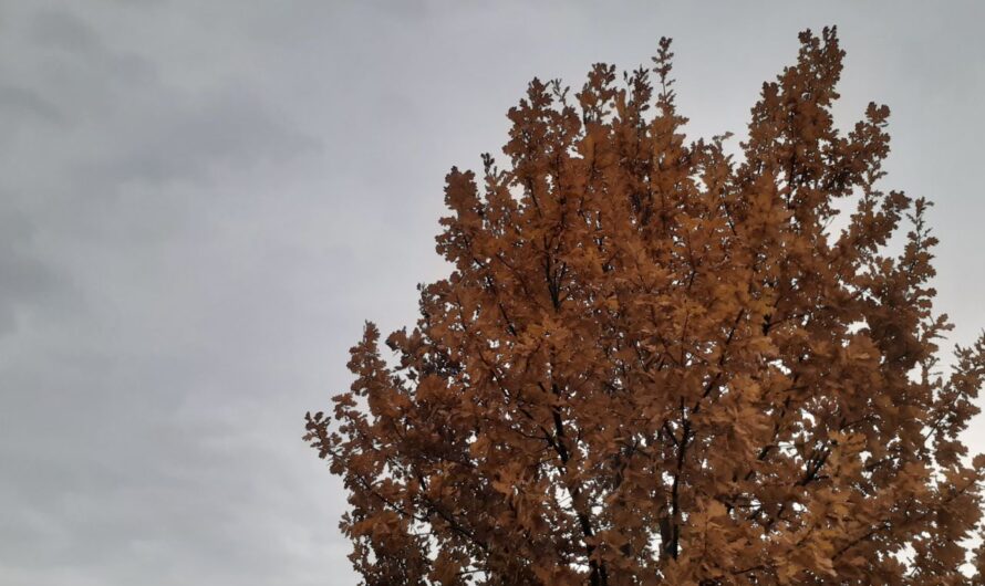 В последний день октября в Соль-Илецке будет дождливо