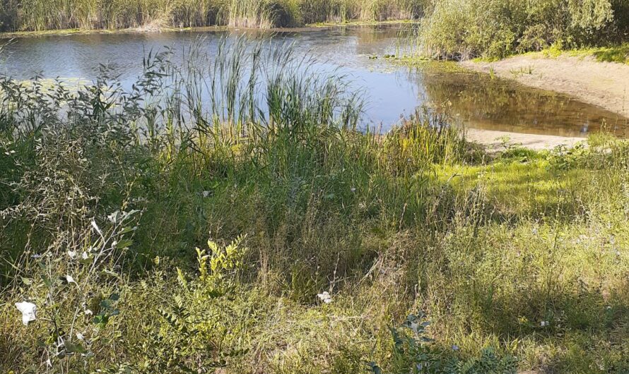 В Соль-Илецком округе утонул мужчина