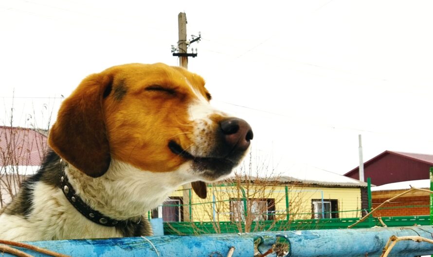 В Соль-Илецке появились официальные места для выгула собак