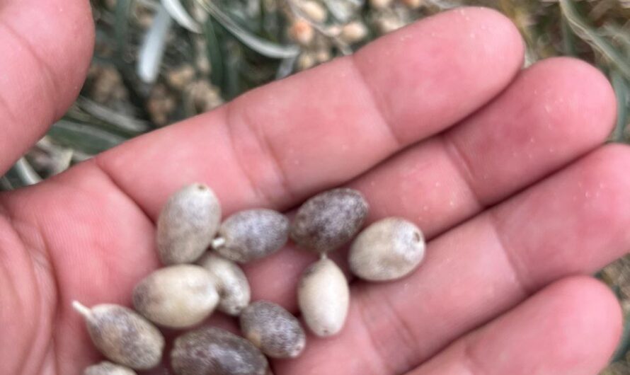 Новый лес из семечка