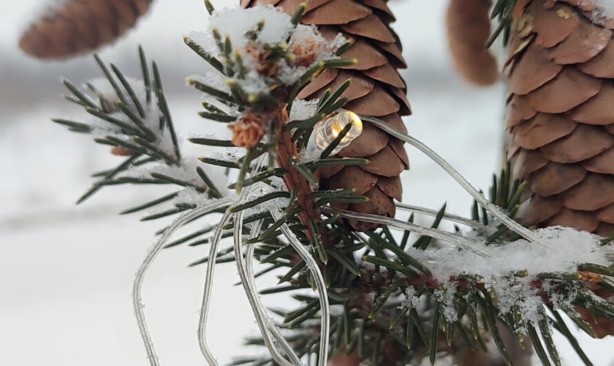 Срубишь ёлку – жди штрафа