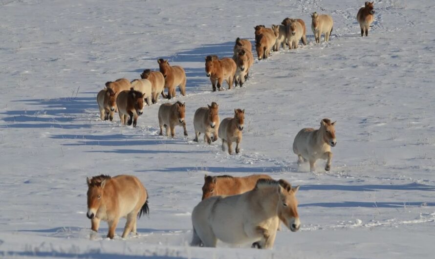 Заповедник «Оренбургский» сообщает о рекордном приросте поголовья лошади Пржевальского