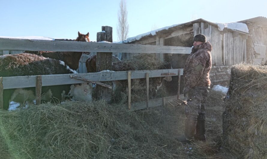 Аграрная семья из Соль-Илецка: традиции, качество и взгляд в будущее