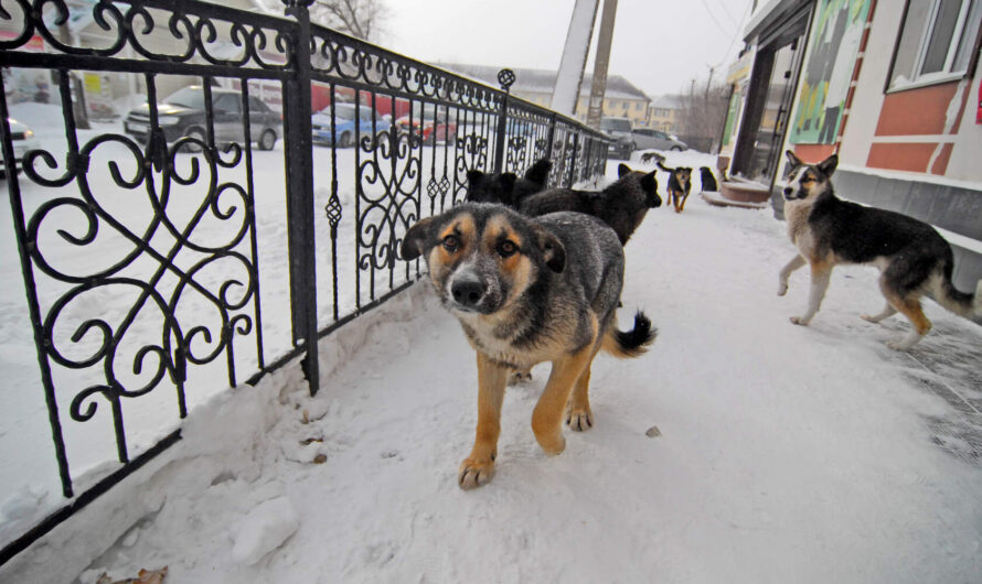На территории Соль-Илецкого округа продолжается отлов бродячих собак