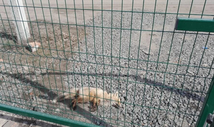 В центре Соль-Илецка лиса покусала женщину и собак