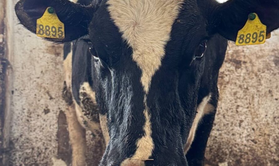 Тёлка, подаренная оренбуржцем Александру Овечкину, принесла бычка