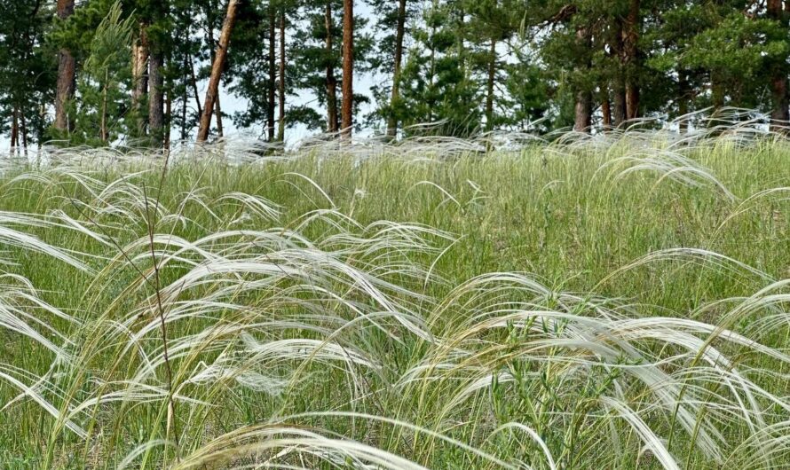 В Оренбуржье можно увидеть ковыльные «моря» и «озёра»