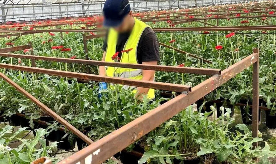 В Оренбургской области осужденные выращивают цветы и саженцы