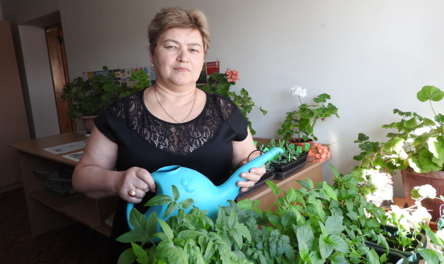 Фаима Гаряева предпочитает выращивать рассаду на своём подоконнике