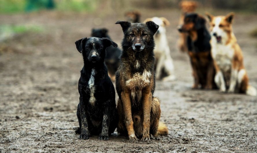 В мае Госдума рассмотрит изменения в закон «Об ответственном обращении с животными»