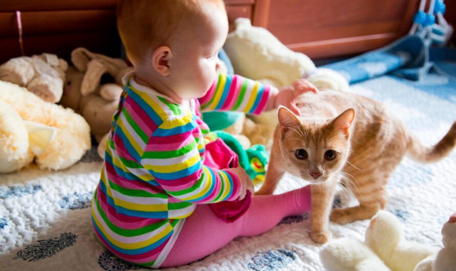 Оренбургский психолог поделилась своими мыслями о пользе кошек для здоровья