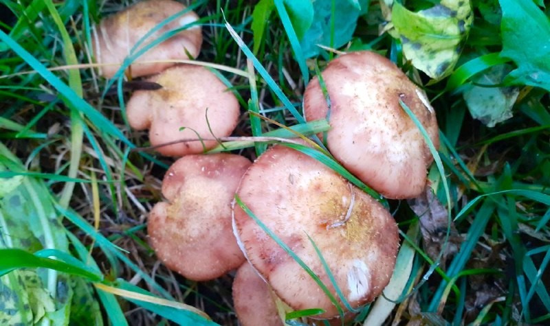 Специалисты Роспотребнадзора Оренбургской области рассказали о полезных свойствах грибов