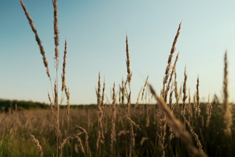 Представители Всероссийского Казачьего Общества служат на СВО