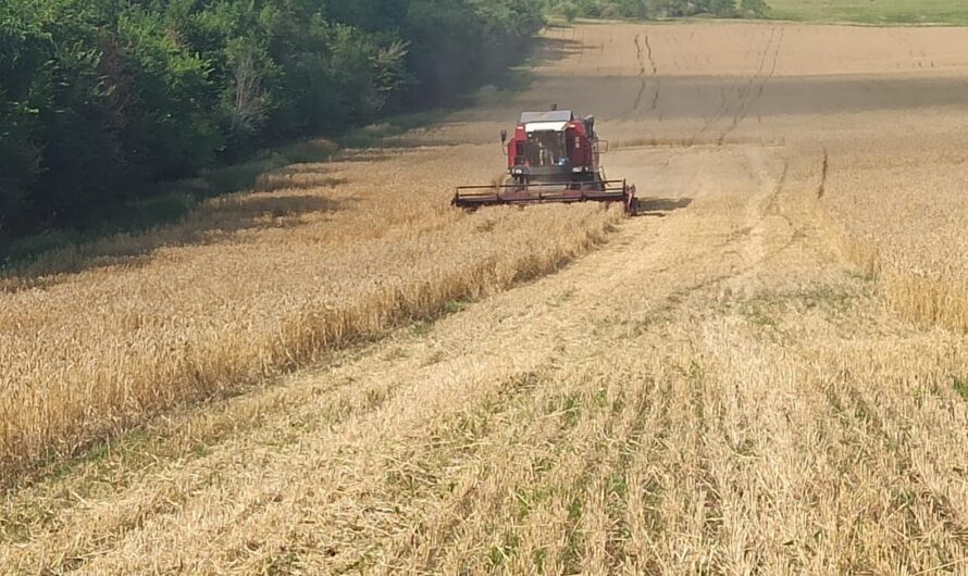 Колосок – в полновесную тонну