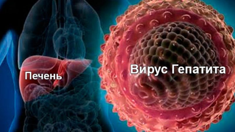 Способы передачи вирусных гепатитов и их профилактика