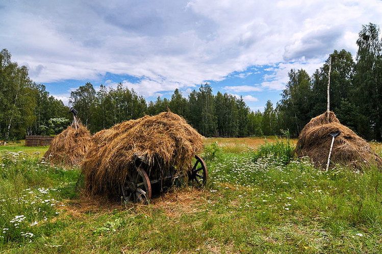 Лошадь сено в день