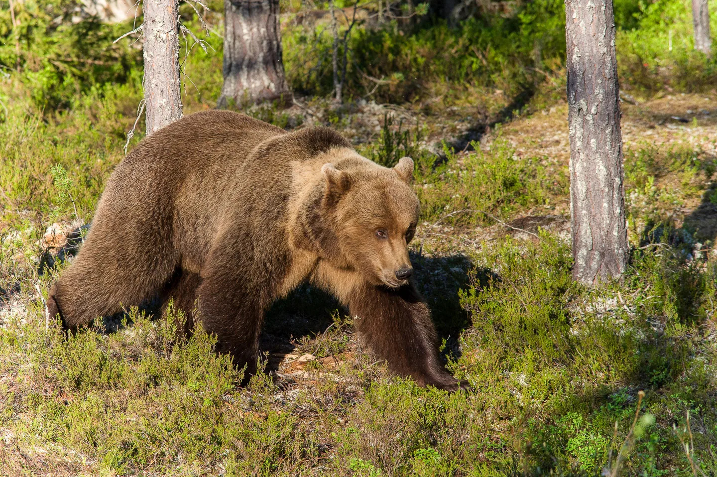 Животные хмао югры фото