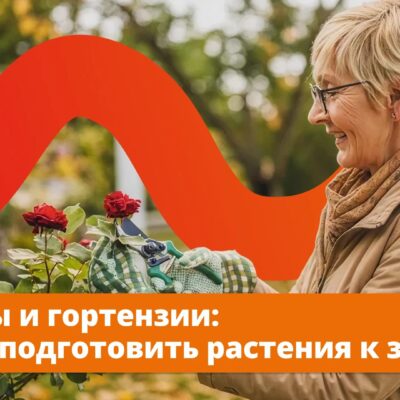 Как подготовить к зиме розы и гортензии