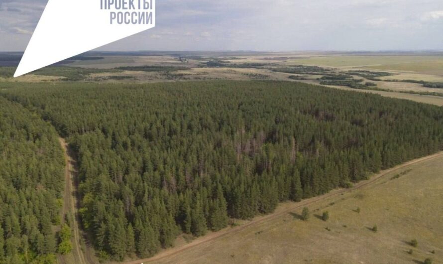 В Оренбуржье успешно завершена масштабная программа по восстановлению лесных массивов