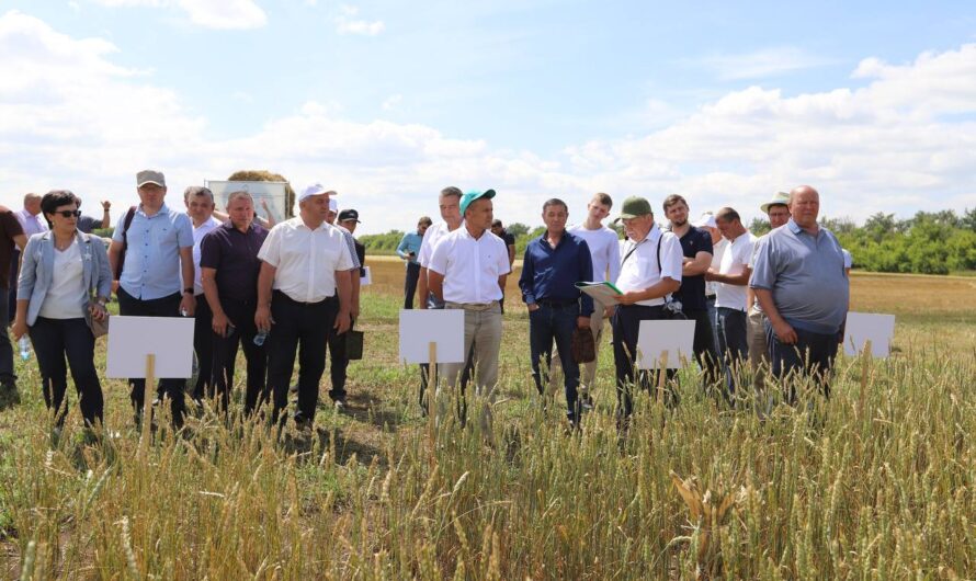 Селекция и семеноводство Оренбуржья: новые горизонты урожайности