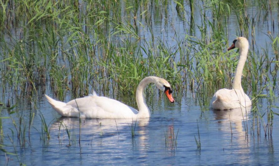 История создания уникальной природоохранной территории в Оренбуржье