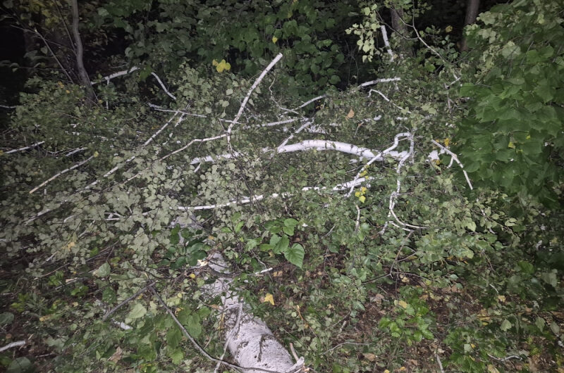Житель Шарлыкского района спилил две берёзы и нанес ущерб на 200 тысяч рублей