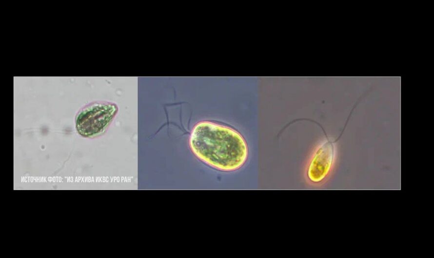 Тайны Соль-Илецких озёр: учёные нашли микроорганизмы, которые могут изменить медицину и косметологию