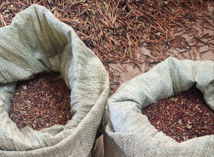 Запас на будущее: в Оренбуржье заготавливают сотни килограммов семян для восстановления лесов