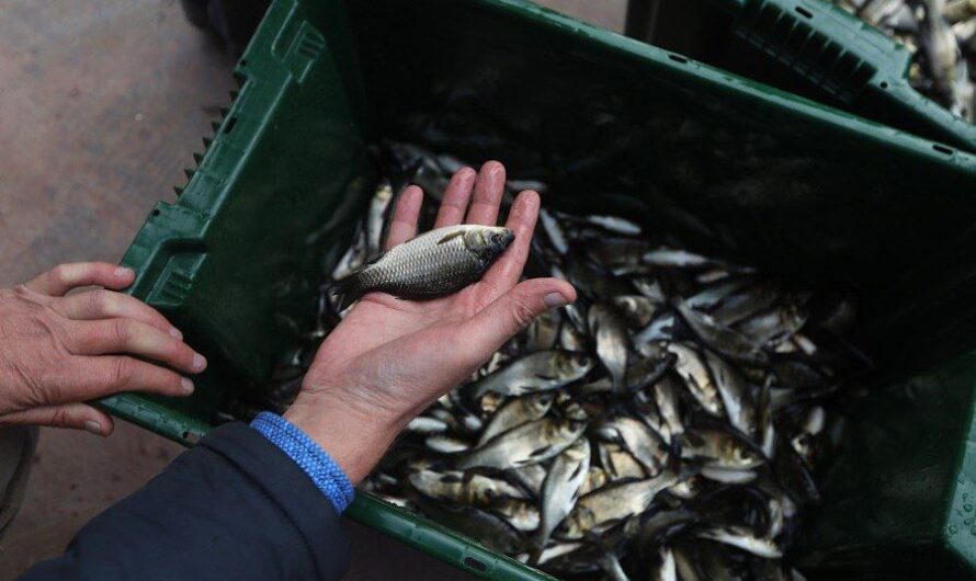 Более 300 тысяч мальков выпустили в реки и водоемы Оренбуржья: итоги зарыбления-2025