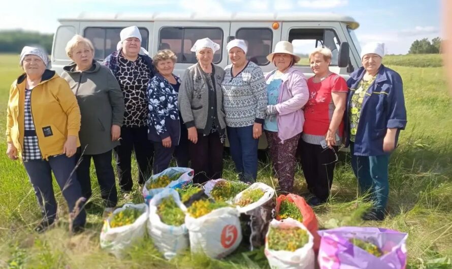 Шарлыкские ветераны заготавливают чай для бойцов
