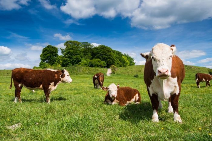В Новоорском районе не снижается поголовье скота
